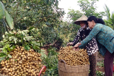 Giá nhãn lên cao vì mất mùa 